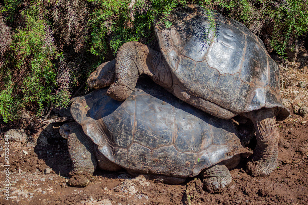 Fototapeta premium Giant tortoises mating in Darwin Station, Galapagos Islands, Ecuador