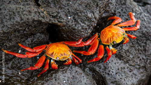 Two Sally lightfoot crab on black lava rock, Galapagos Islands, Ecuador
