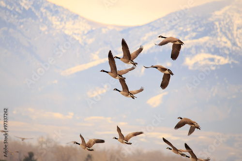 Geese in flight.