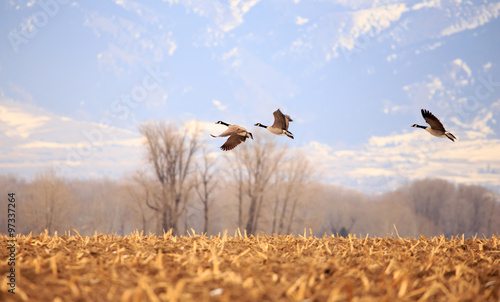 Geese in flight.