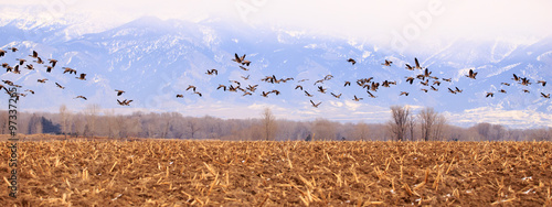Panorama of Geese.