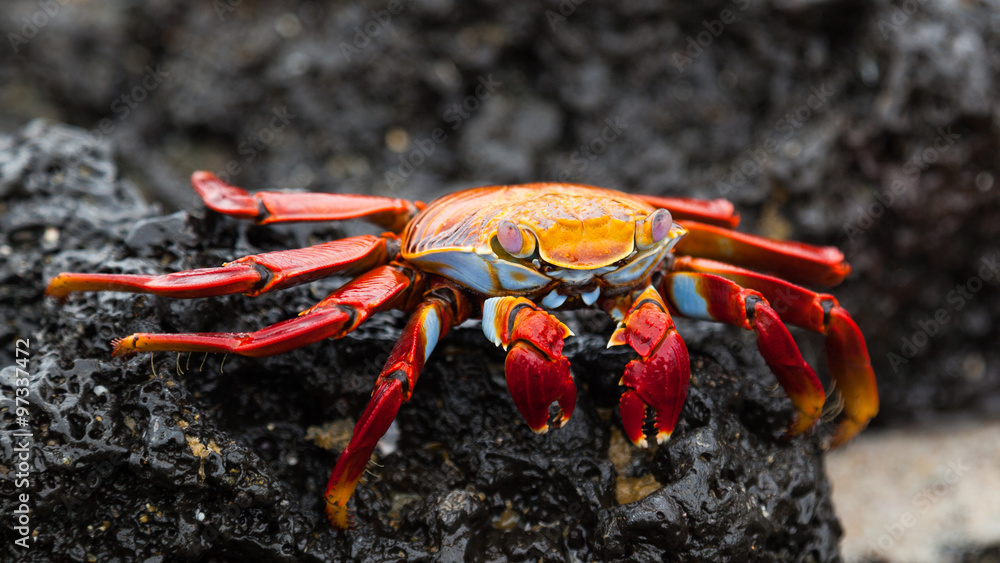 Sally lightfoot crab on black lava rock, Galapagos Islands, Ecuador Sally lightfoot crab on black lava rock, Galapagos Islands, Ecuador
