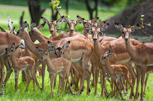 A herd of female and young impalas in Mosi-oa Tunya Nation Park, Zambia, Africa photo