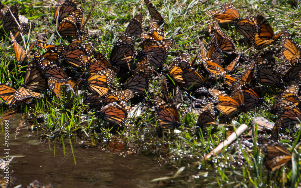 Monarch Butterflies drinking water in Michoacan, Mexico Monarch Butterflies drinking water in Michoacan, Mexico
