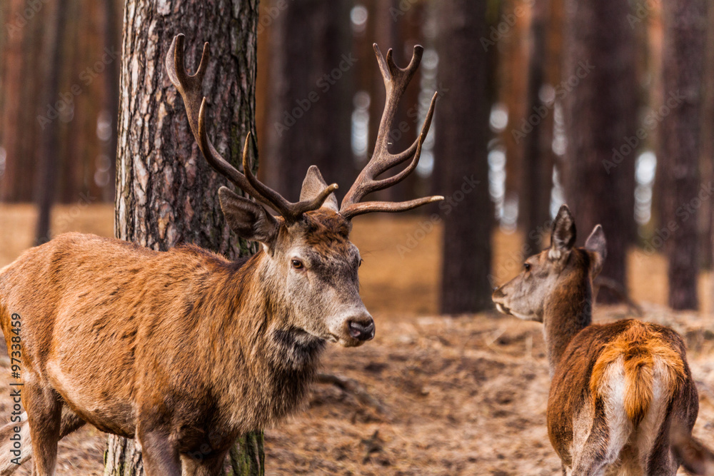 Obraz premium Hirsch