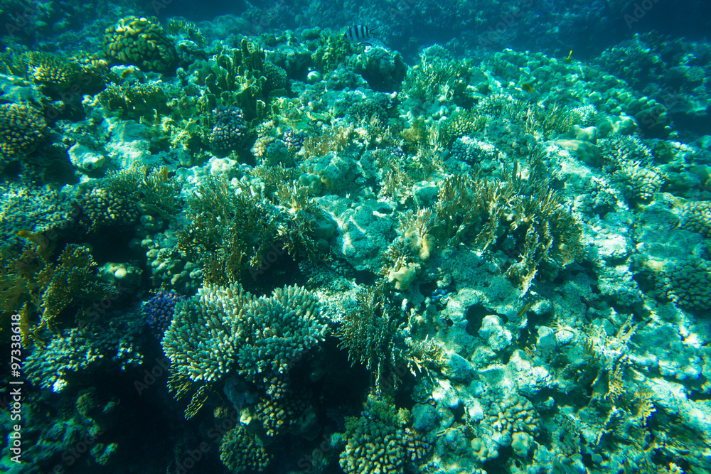 Fototapeta premium underwater