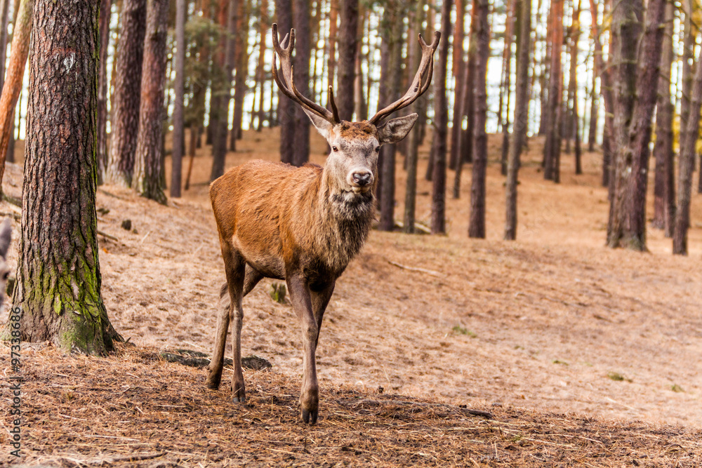 Hirsch Hirsch