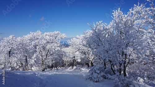 雪景色 / 雪山