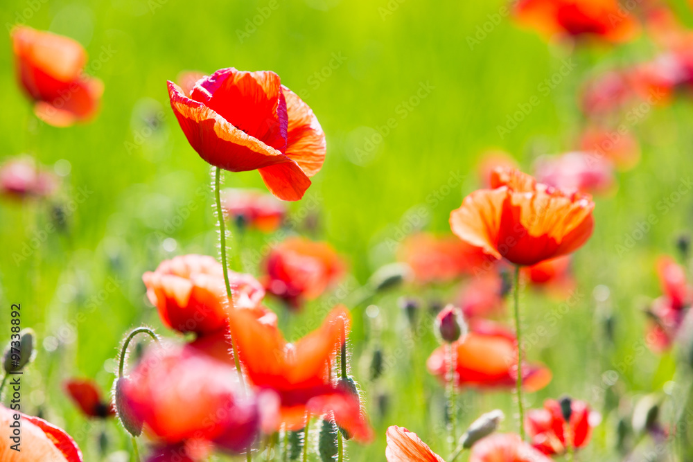 Naklejka premium Poppy Flowers