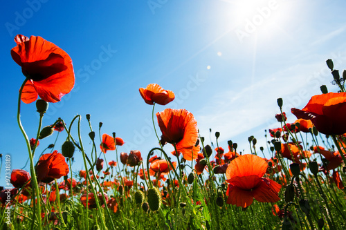 Fototapeta Naklejka Na Ścianę i Meble -  Poppy Flowers