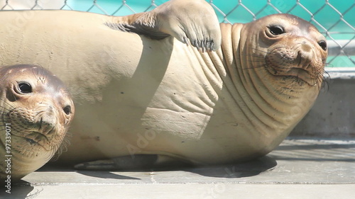 Juvenile male elephant seals wait for release at at a sanctuary.