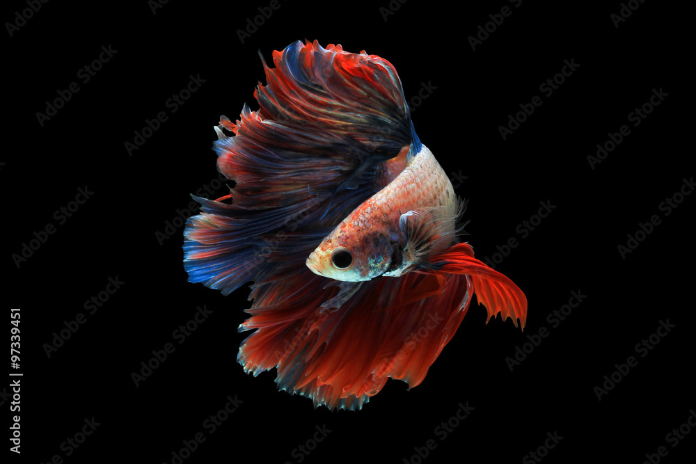 Obraz premium Betta fish on black background. ( Mascot double tail )