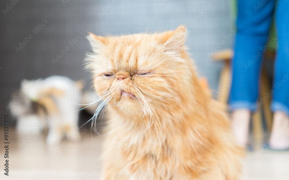 Obraz premium Persian cats