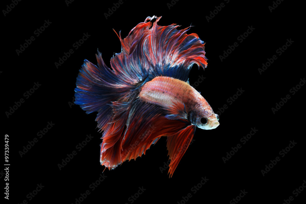 Obraz premium Betta fish isolated on black background. ( Mascot double tail )