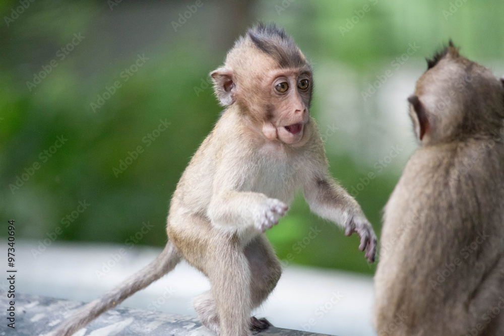 Fototapeta premium 可愛いサル 