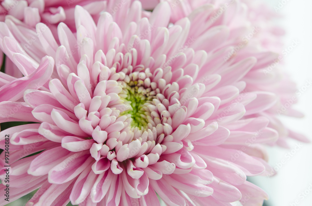 purple pastel daisy flower close up petals purple pastel daisy flower close up petals