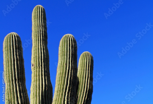 Saguaro Cactus Against a Bright Blue Sky