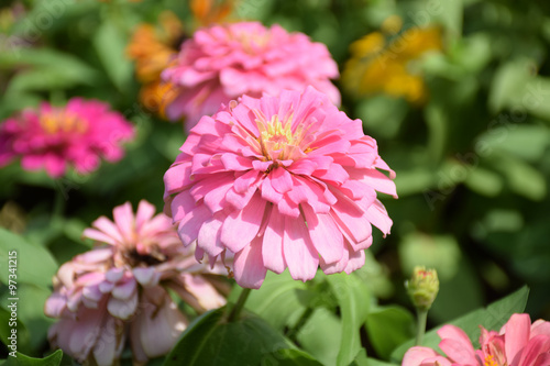 Zinnia bloom in the beautiful garden. Zinnia blossom at center closeup. Zinnia bloom in garden