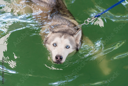 Siberian husky dog in a swimming pool