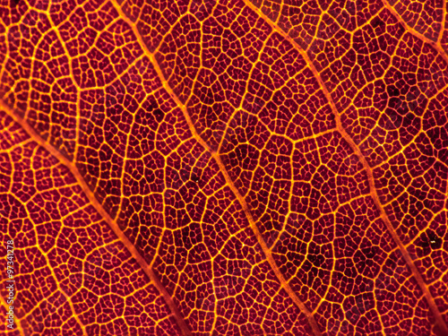 Backlit illuminated leaf macro