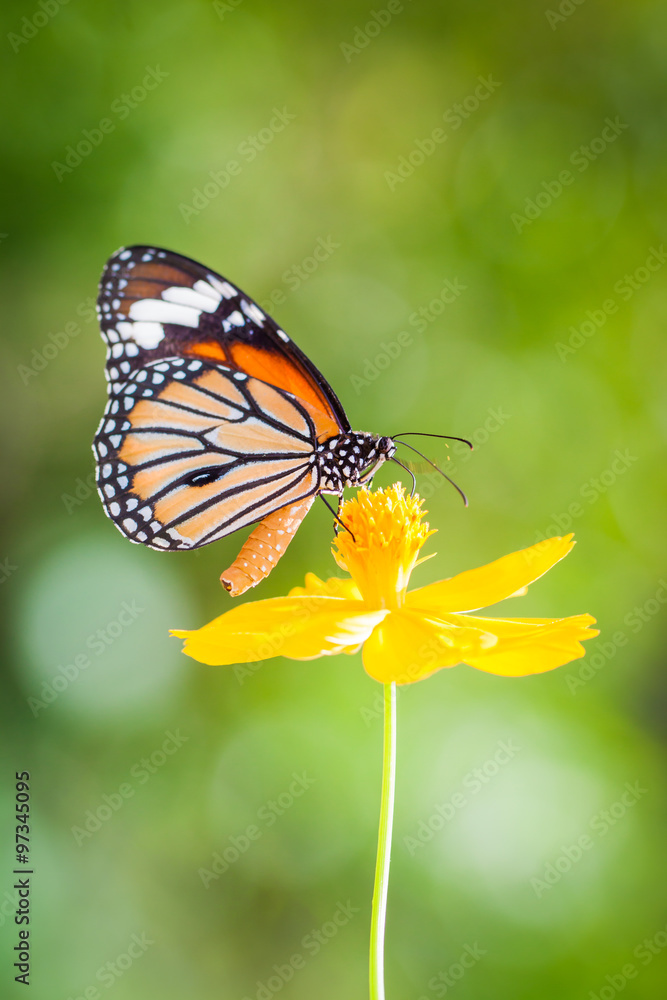 Obraz premium Butterflies and Flowers