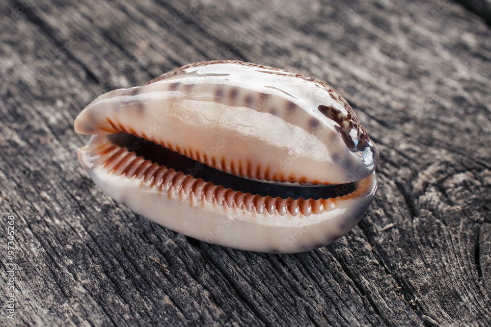sea shell on wooden background