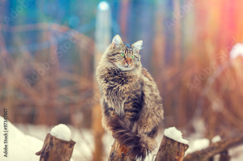 Canvas Print Siberian cat sitting on a wooden post in winter