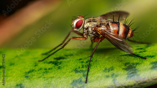  insect, bug