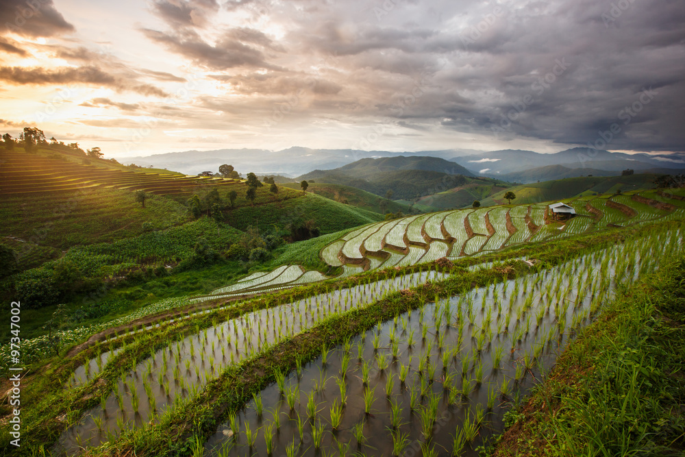 Green Terraced Rice Field in Chiangmai, Thailand - Vibrant color