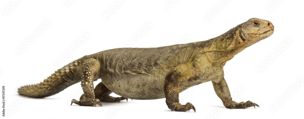 Fototapeta premium Female Egyptian mastigure (10 years old), uromastyx aegyptia, in