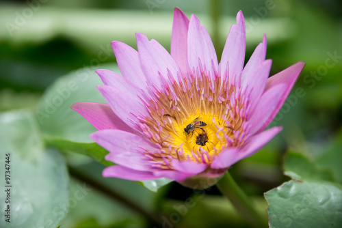 beautiful water lily and bee