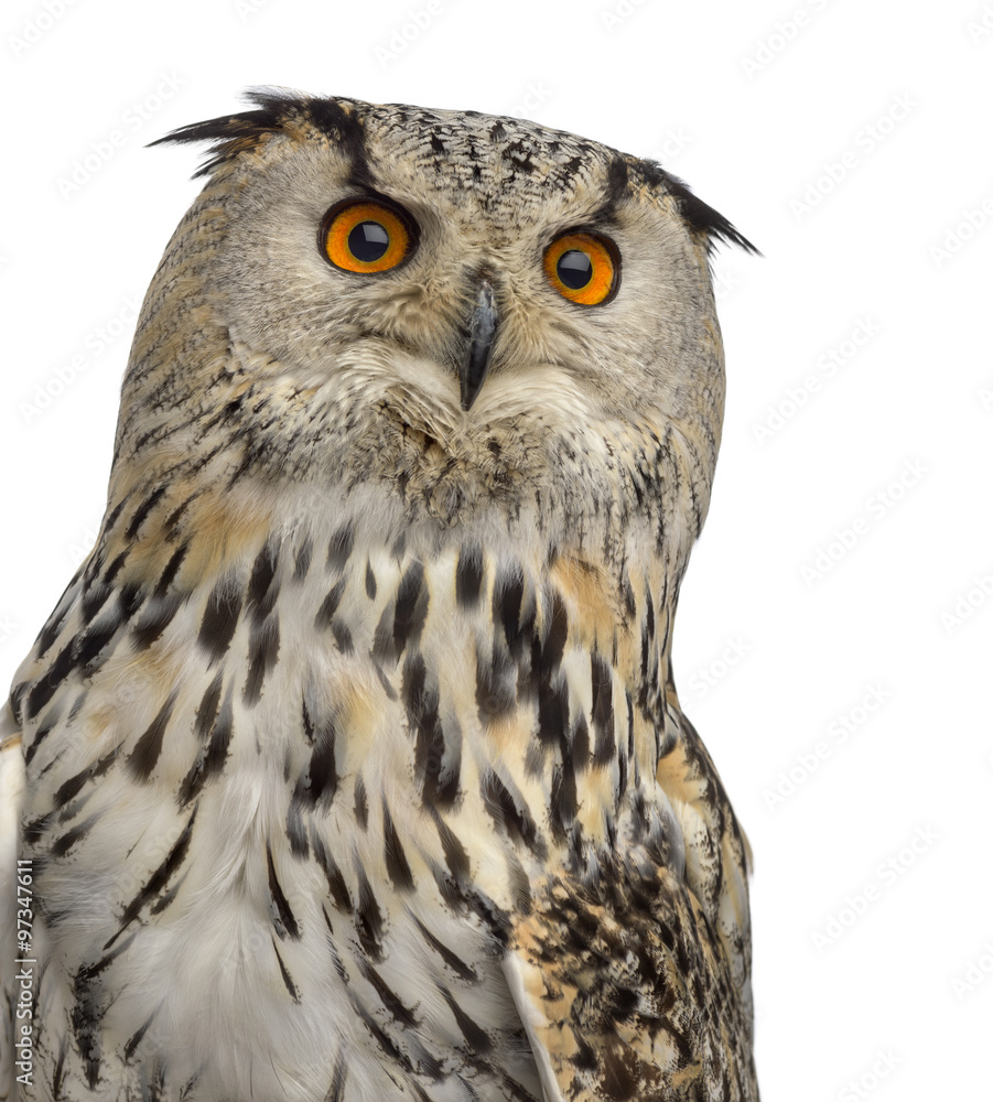 Fototapeta premium Close-up of a Siberian Eagle Owl - Bubo bubo (3 years old) in fr