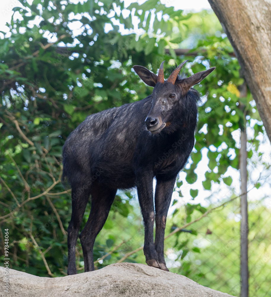 Fototapeta premium goat