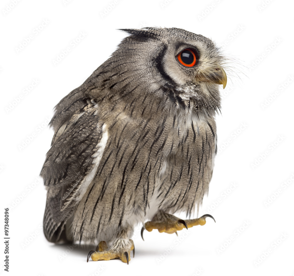 Obraz premium Northern white-faced owl walking - Ptilopsis leucotis (1 year old) in front of a white background