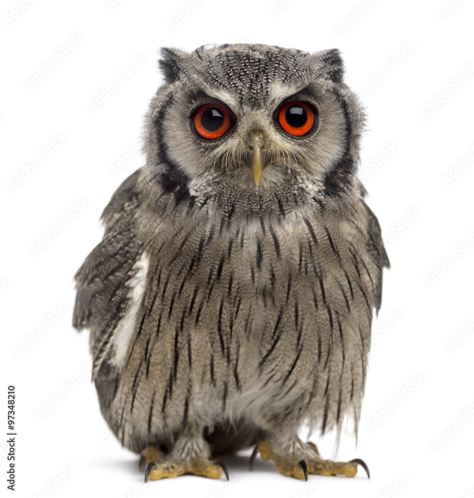 Obraz premium Northern white-faced owl - Ptilopsis leucotis (1 year old) in fr