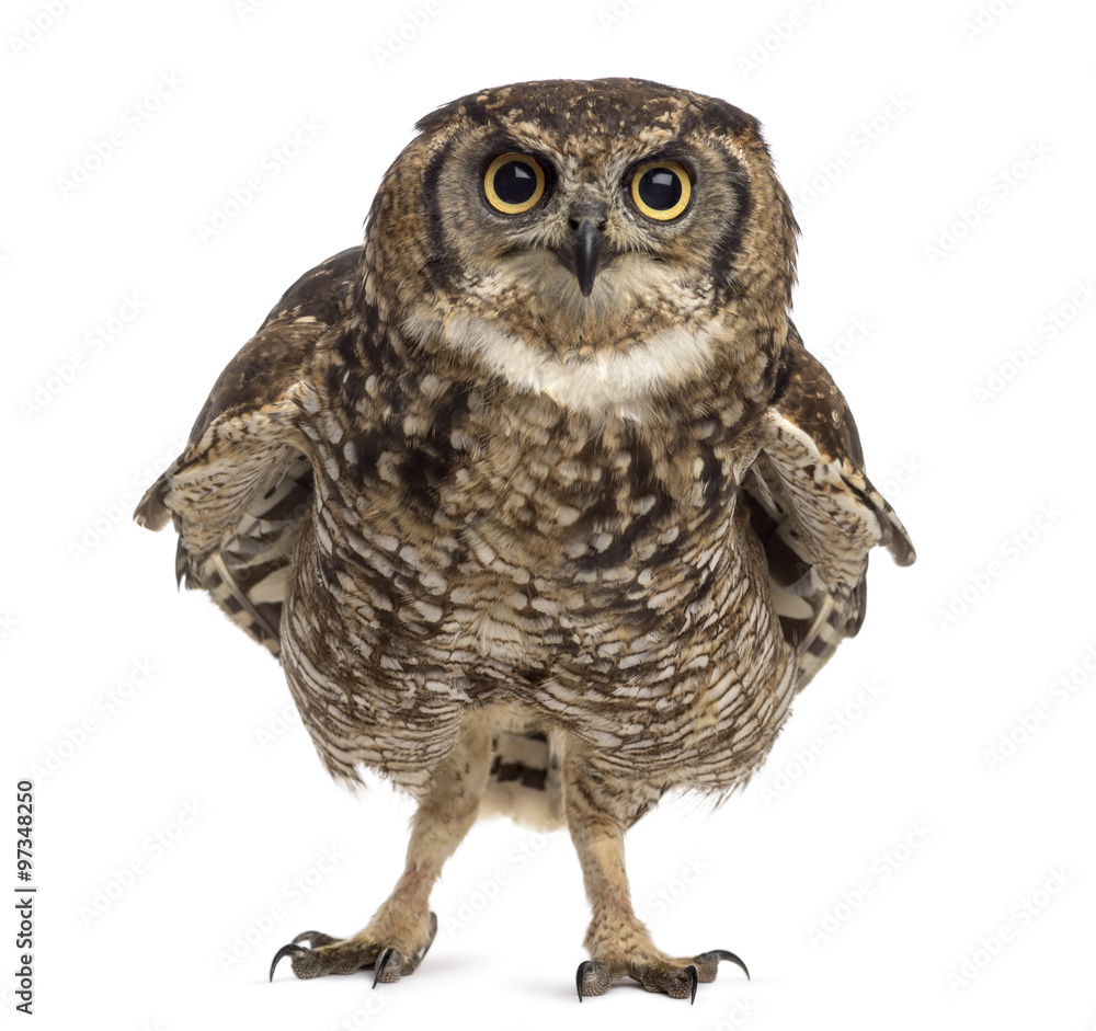 Naklejka premium Spotted eagle-owl - Bubo africanus (4 years old)