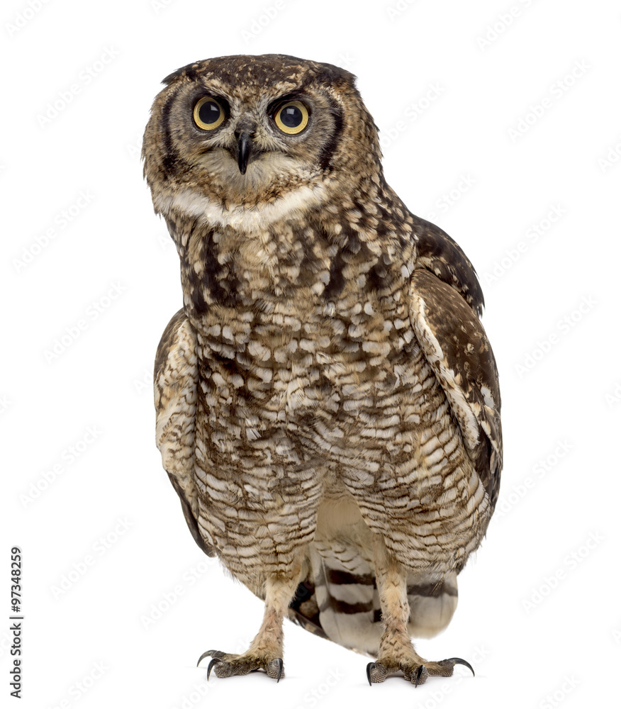 Fototapeta premium Spotted eagle-owl - Bubo africanus (4 years old)