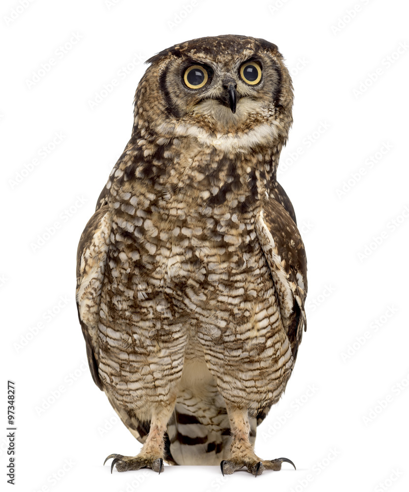 Naklejka premium Spotted eagle-owl - Bubo africanus (4 years old)