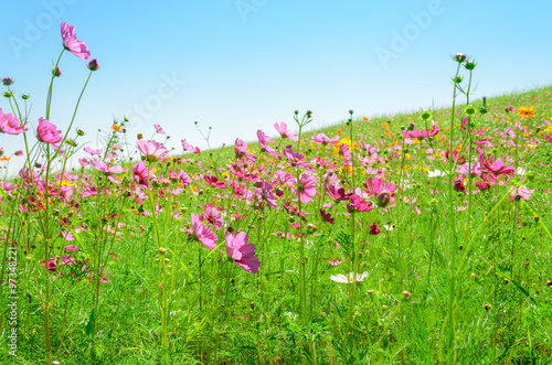 Fototapeta Naklejka Na Ścianę i Meble -  cosmos flower in outdoor garden,flower view