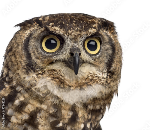 Close-up of a Spotted eagle-owl - Bubo africanus (4 years old) i