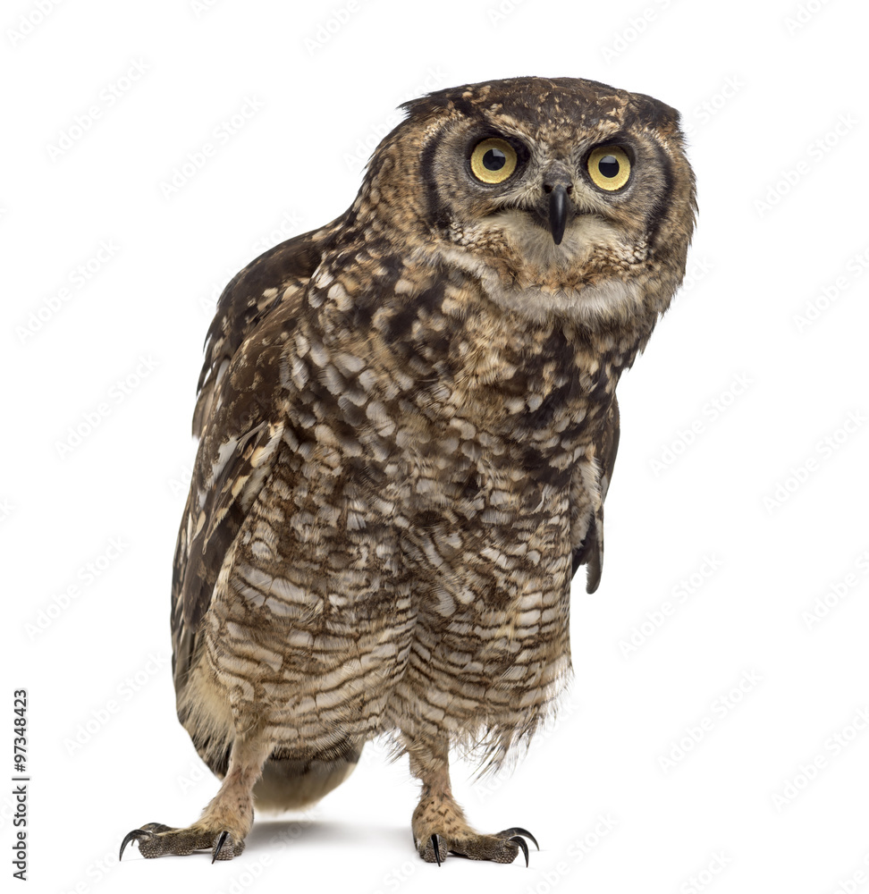 Naklejka premium Spotted eagle-owl - Bubo africanus (4 years old)