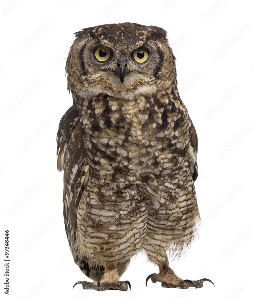 Spotted eagle-owl - Bubo africanus (4 years old) Spotted eagle-owl - Bubo africanus (4 years old)