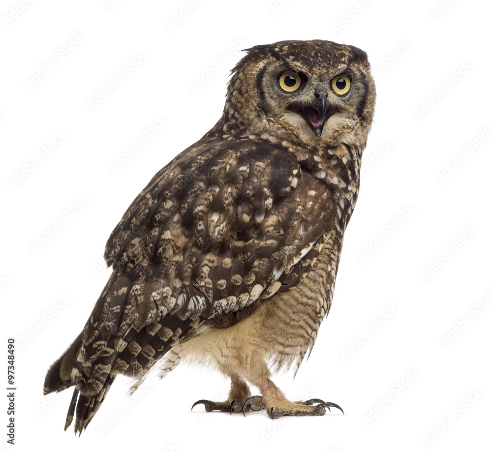 Spotted eagle-owl - Bubo africanus (4 years old) Spotted eagle-owl - Bubo africanus (4 years old)