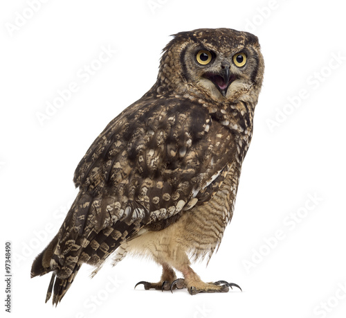 Spotted eagle-owl - Bubo africanus (4 years old)