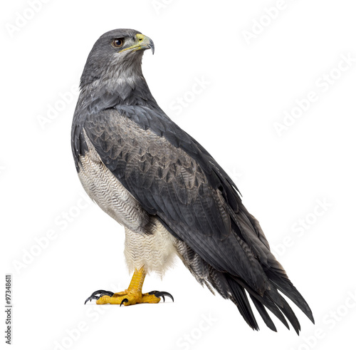 Chilean blue eagle - Geranoaetus melanoleucus (17 years old) in photo