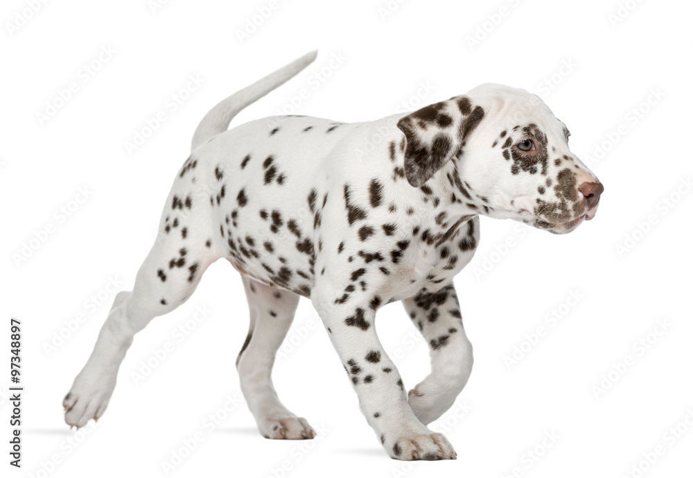 Dalmatian puppy running in front of a white background