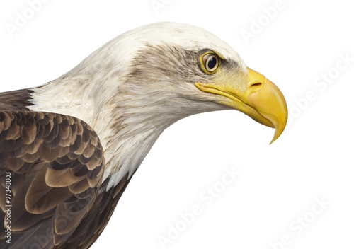 Close-up of a Bald eagle - Haliaeetus leucocephalus  12 years ol