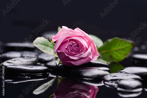 Still life with pink rose and wet stones