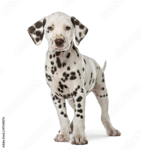 Dalmatian puppy standing in front of a white background © Eric Isselée