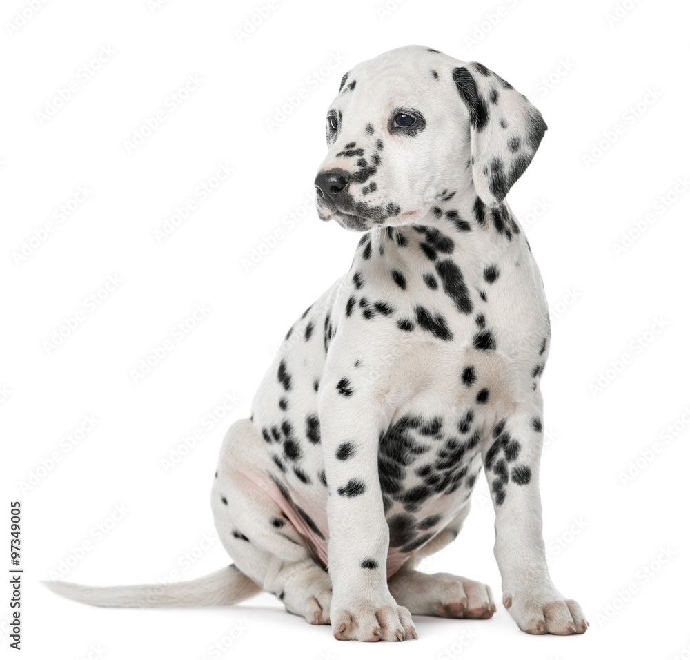 Dalmatian puppy sitting in front of a white background